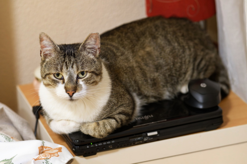 9 - Domestic tabby cat with distinct white fur on its chest and face resting on top of a closed black laptop computer